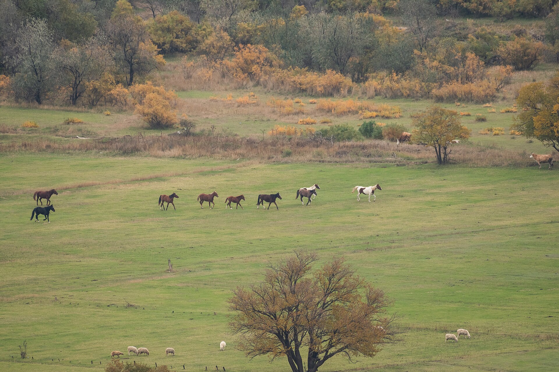 Horses, sheep, and cattle grazing across an open pasture