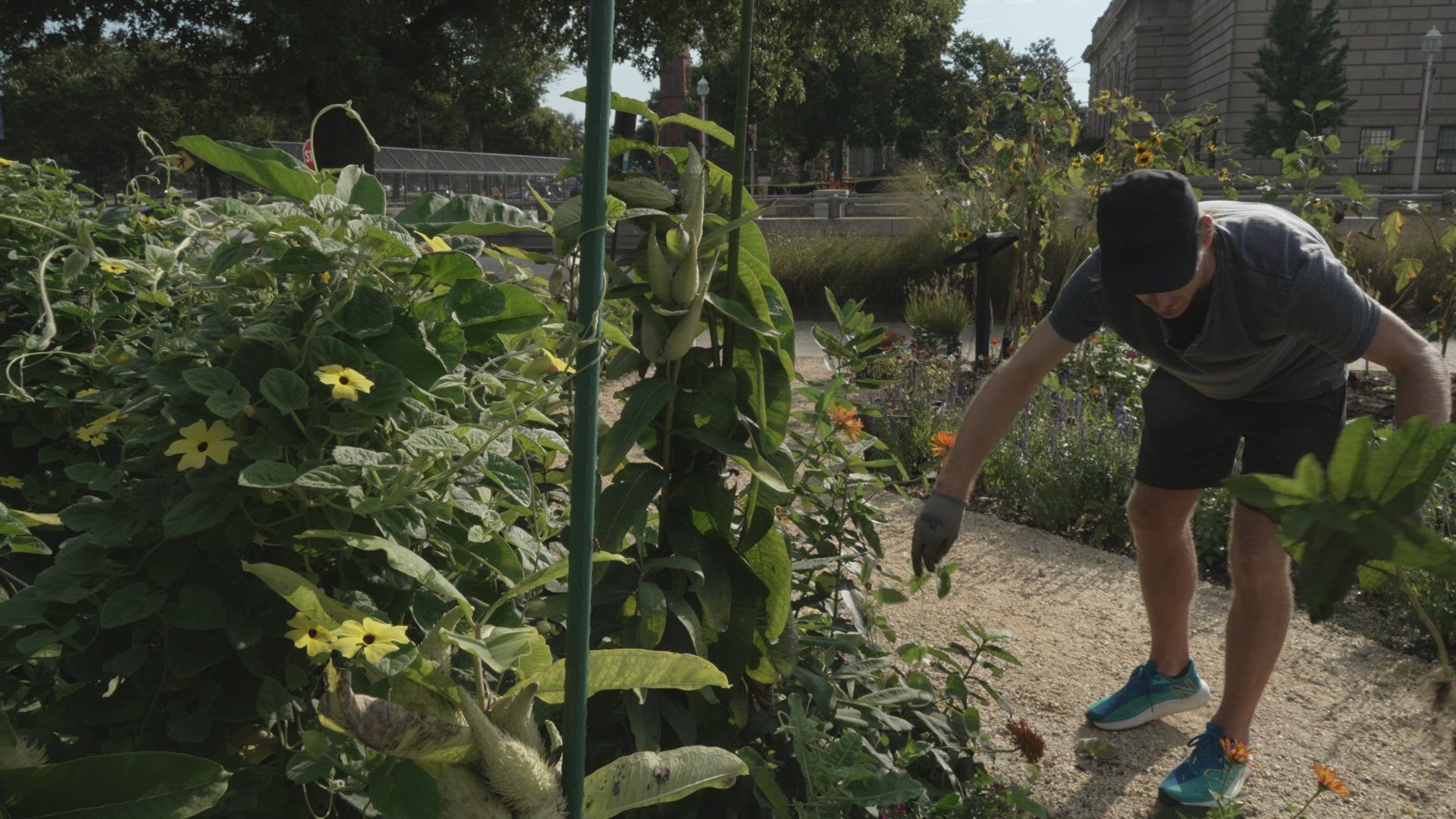 A volunteer tending a productive public garden