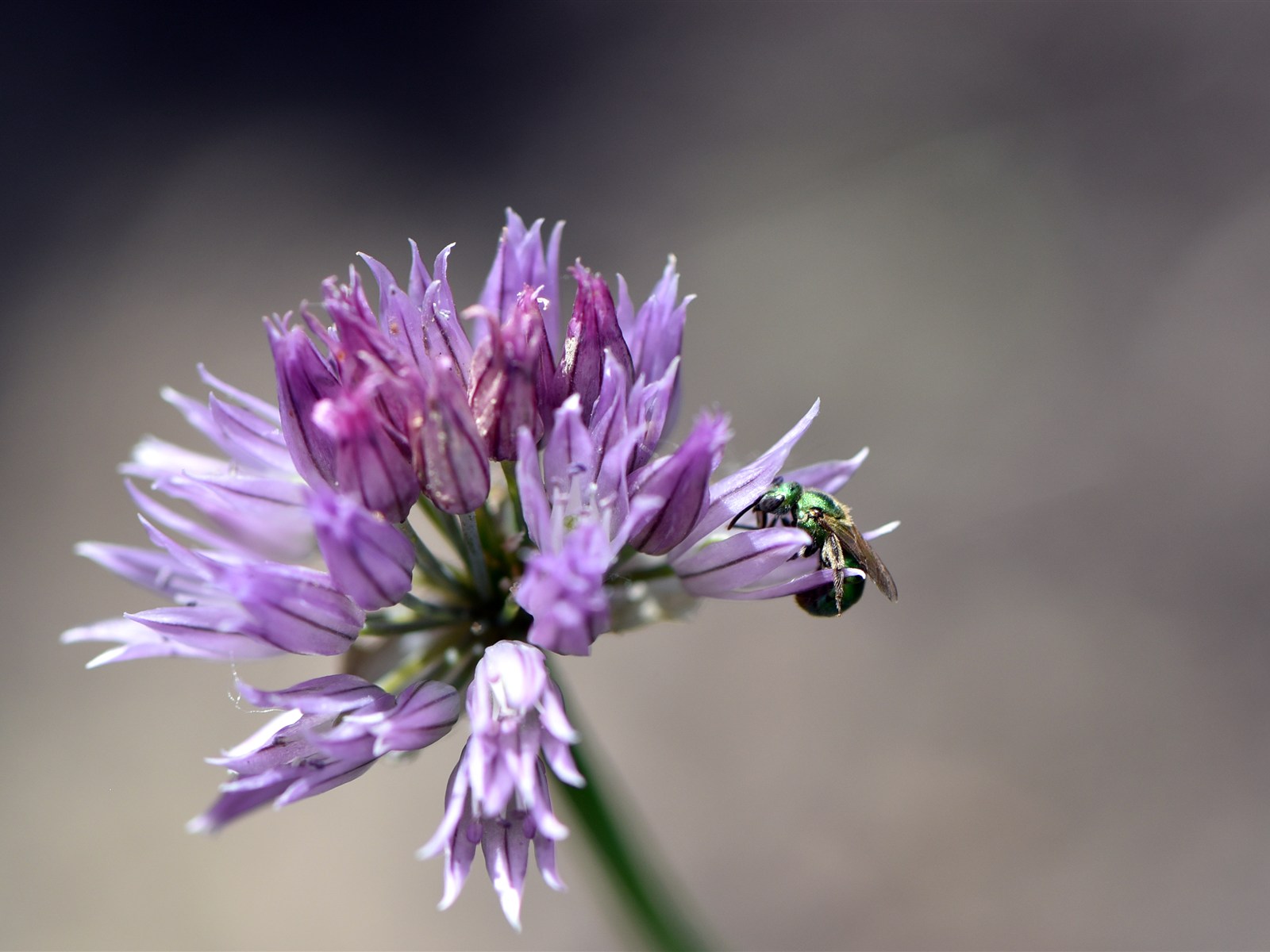 A metallic green sweat bee collecting pollen from a purple chive flower