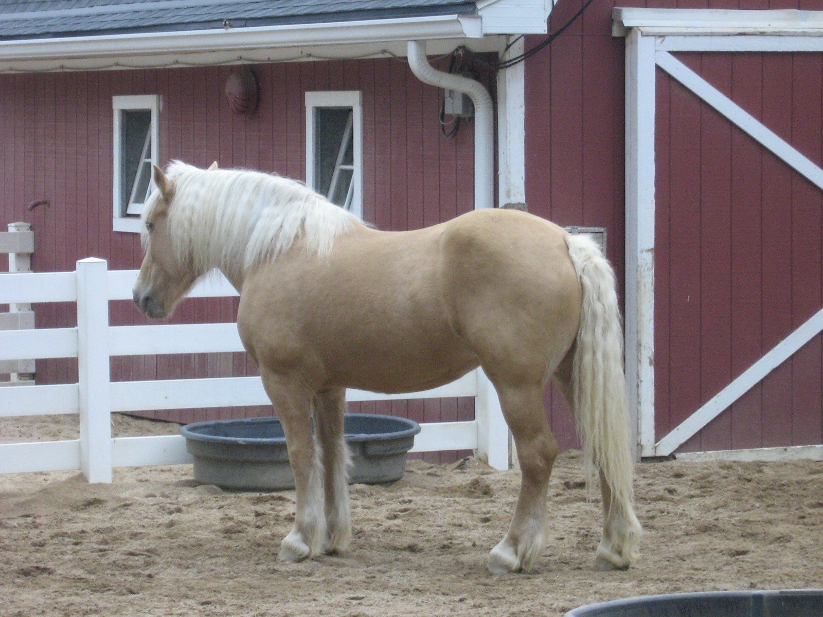 A full American Cream draft horse standing in profile beside a red barn